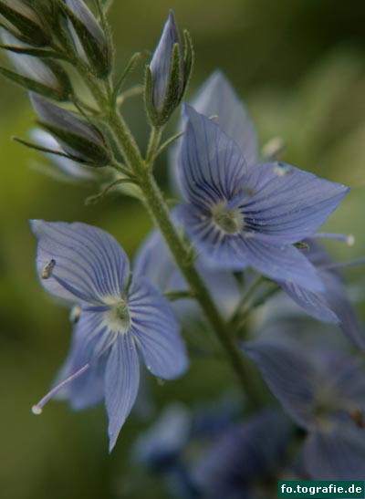 Ehrenpreis-Veronica teucrium 026