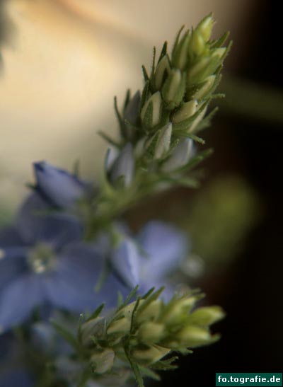 Ehrenpreis-Veronica teucrium 030