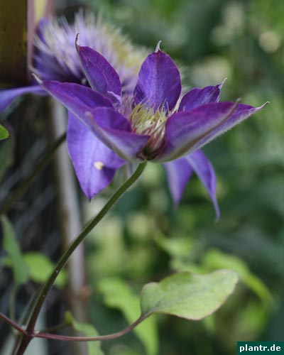 clematis multi blue