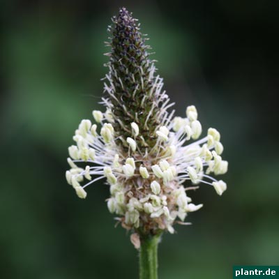 plantago lanceolata plantago lanceolata