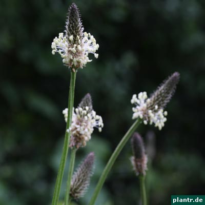 spitzwegerich spitzwegerich