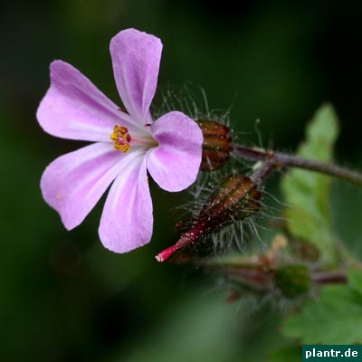 stinkender storchschnabel stinkender storchschnabel