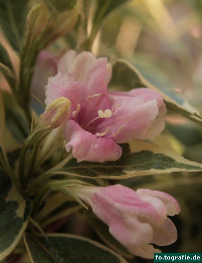 weigela .