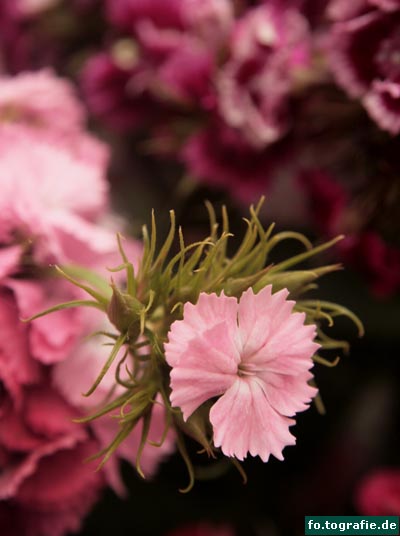 Dianthus barbatus