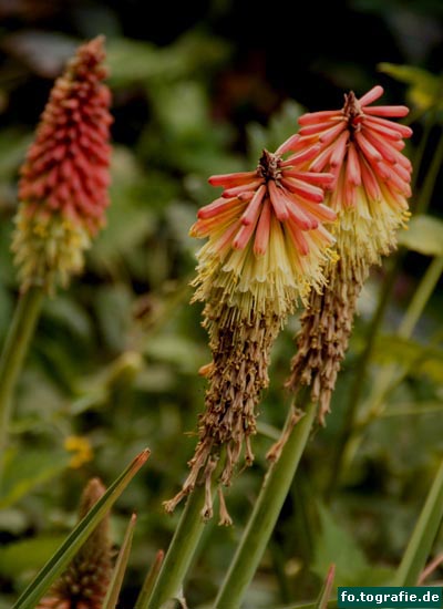 Kniphofia
