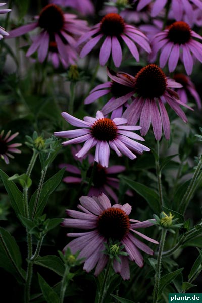 echinacea purpurea echinacea purpurea