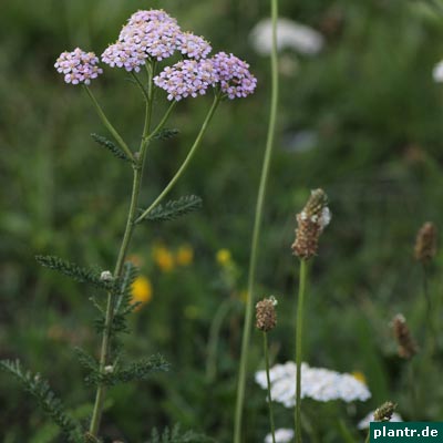 rosa schafgarbe rosa schafgarbe