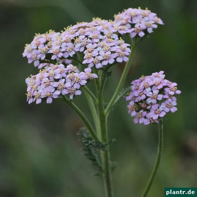 schafgarbe rosa schafgarbe rosa