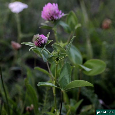 trifolium pratense trifolium pratense