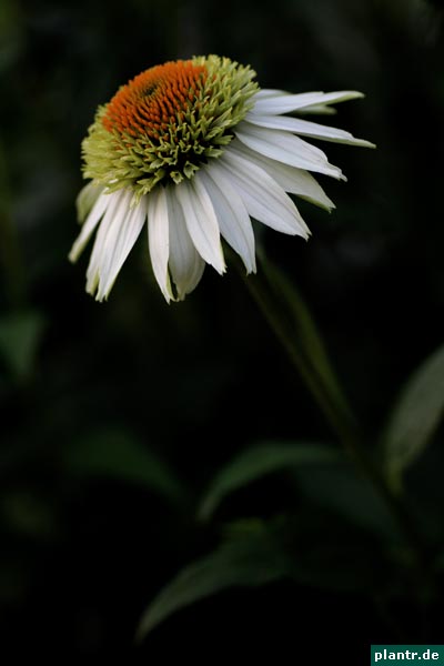 weißer sonnenhut weißer sonnenhut