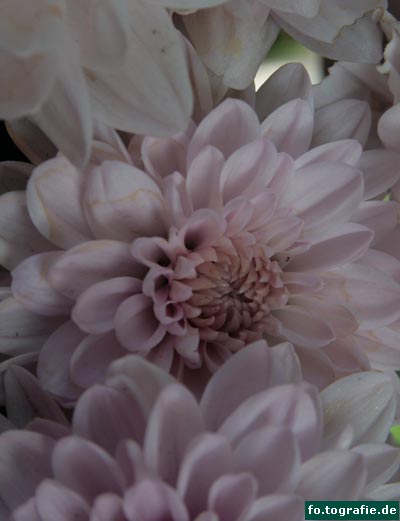 Callistephus chinensis