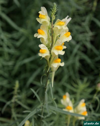 linaria vulgaris linaria vulgaris