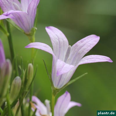 rapunzel-glockenblume