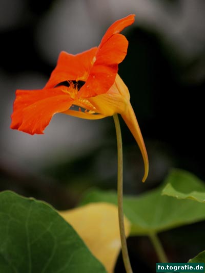 Kapuzinerkr. 022 Kopie