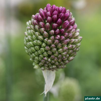 allium sphaerocephalon allium sphaerocephalon