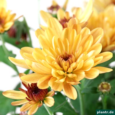 chrysantheme chrysantheme