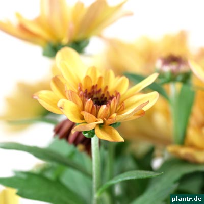 chrysanthemum indicum chrysanthemum indicum