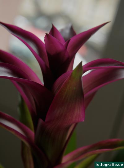 Bromelia Brigada 011 Kopie