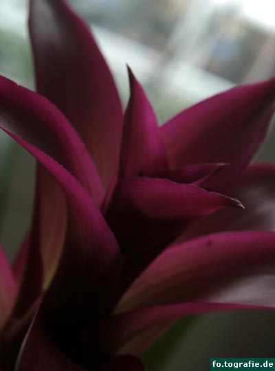 Bromelia Brigada 019 Kopie