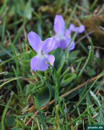 duftveilchen
