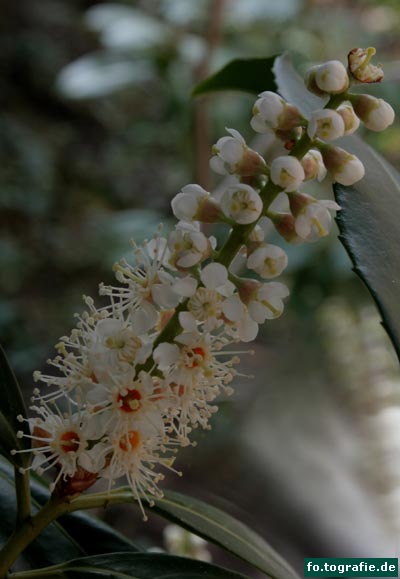 Kirschlorbeer 4.12. 117 Kopie