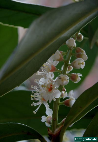 Kirschlorbeer4.12. 116 Kopie