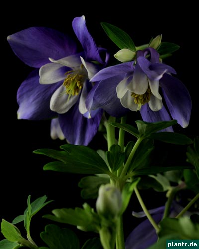 aquilegia caerulea aquilegia caerulea