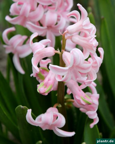 hyazinthenblüten hyazinthenblüten