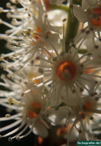 kirschlorb. 007 Kopie