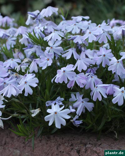 phlox subulata phlox subulata