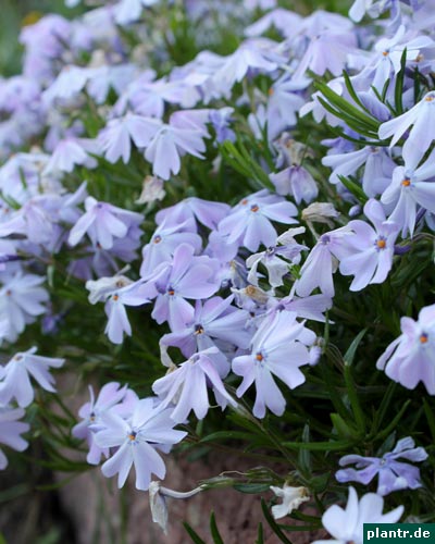polsterphlox polsterphlox