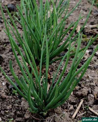 schalotten schalotten