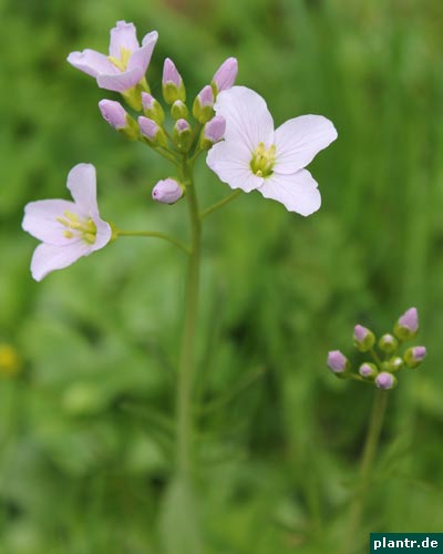 wiesenschaumkraut wiesenschaumkraut