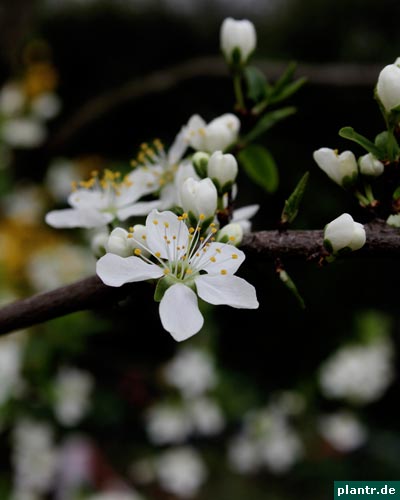 zwetschgenblüten zwetschgenblüten