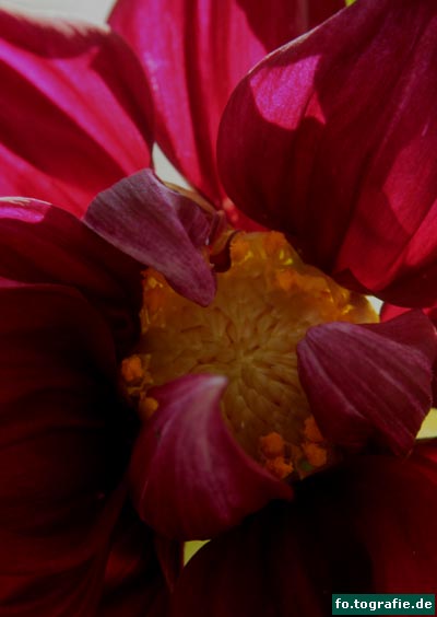 Schmuck - Dahlie 005 Kopie