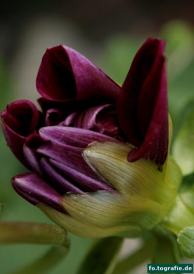 Schmuckdahlie 012 Kopie