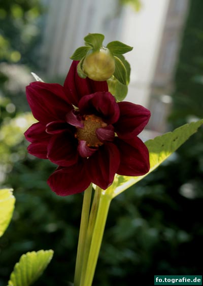 Schmuckdahlie 066 Kopie