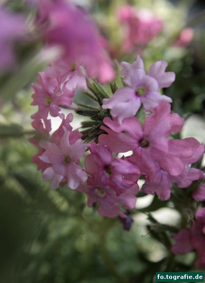 Verbena 019 Kopie