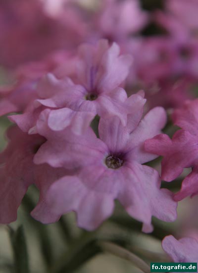Verbena 024 Kopie