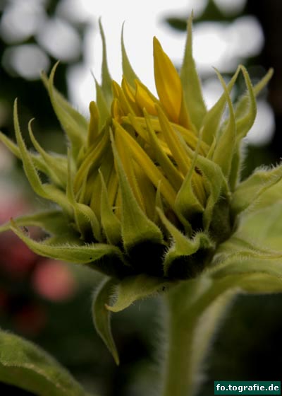 Sonnenblume 016 Kopie