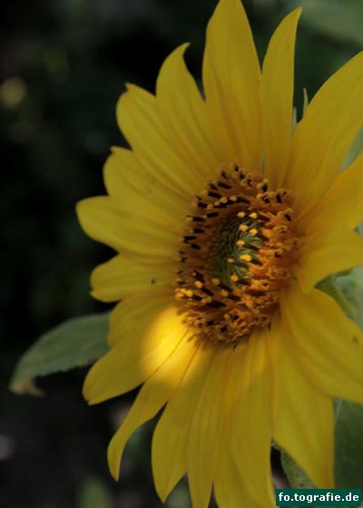 Sonnenblume 070 Kopie