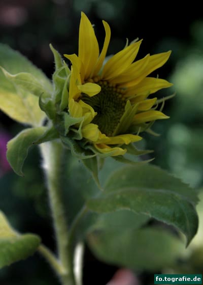 Sonnenblume 073 Kopie