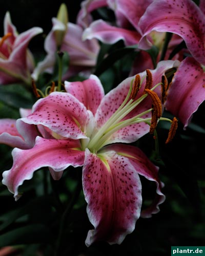 orientalische lilie