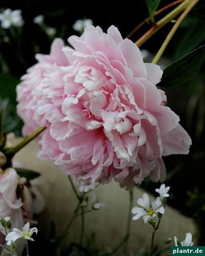 pfingstrose pfingstrose