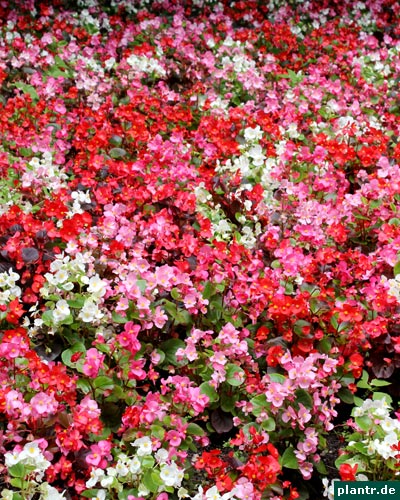 begonienbeet begonienbeet