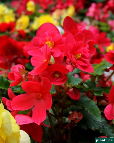 begonienblueten begonienblueten