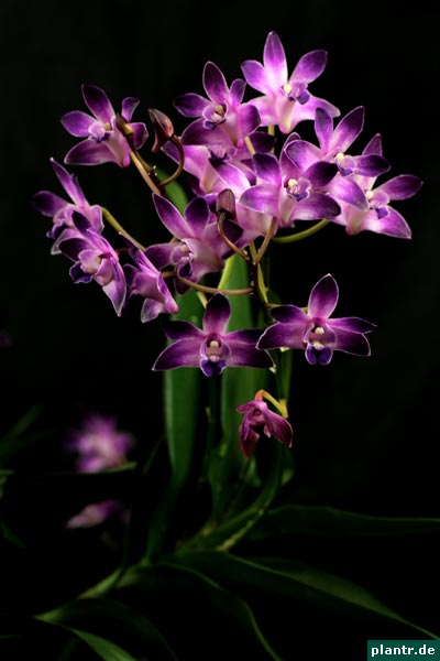 Dendrobium kingianum