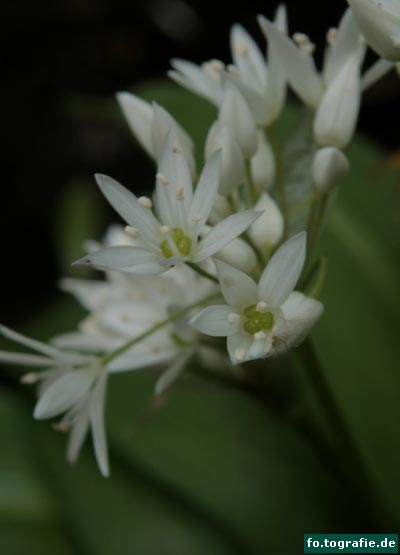 29.4.2013 005 Kopie w