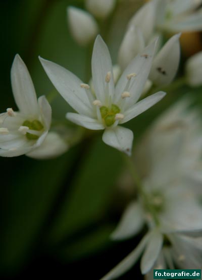 29.4.2013 016 Kopie w