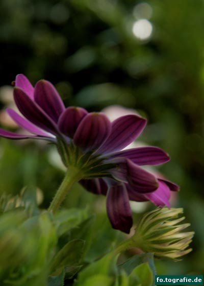 Margerite v. Bornhelm 23 Kopie